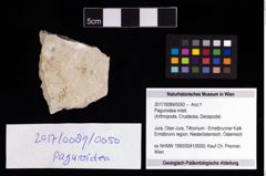 Foto (Objekt + Etikett) von Paguroidea indet.  (NHMW-GEO-2017-0089-0050)